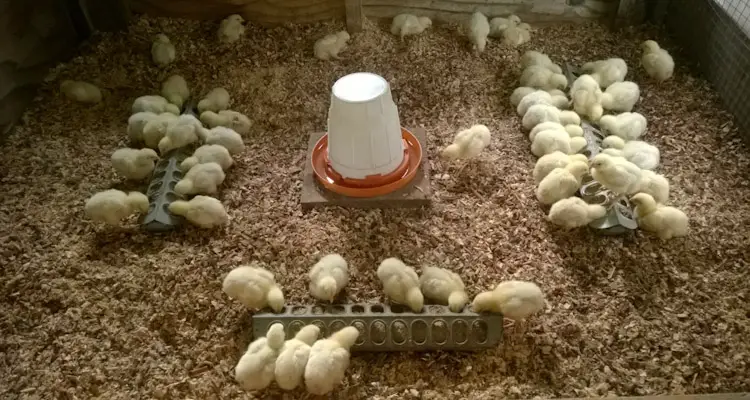 Chickens In Brooder