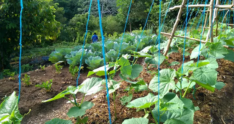 Cucumber Trellis