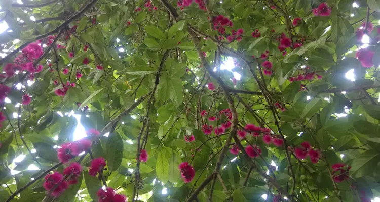 Flowering French Cashew Tree