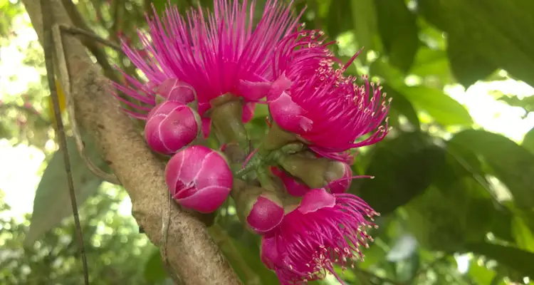 French Cashew Buds And Flowers