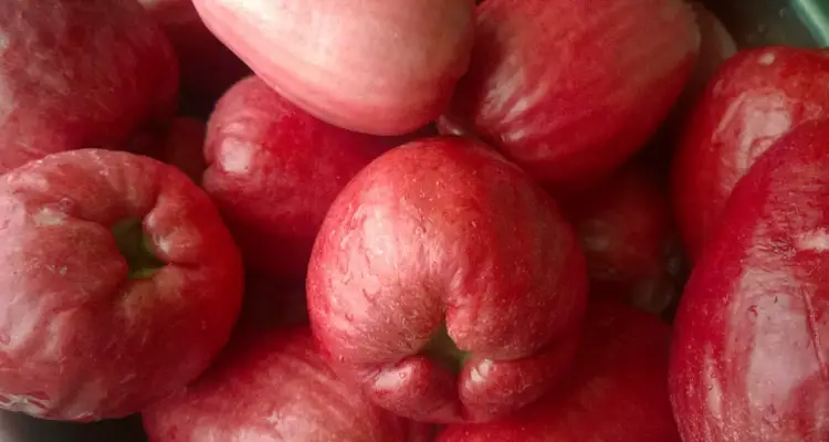 Ripe French Cashews usually available between May and July in Grenada