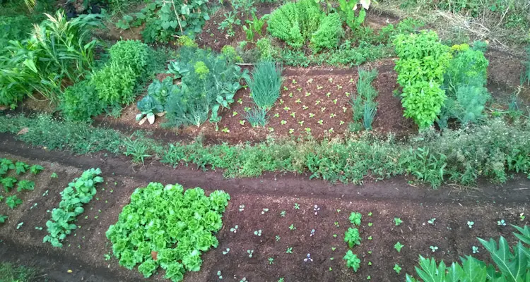 Garden Terraces From Above