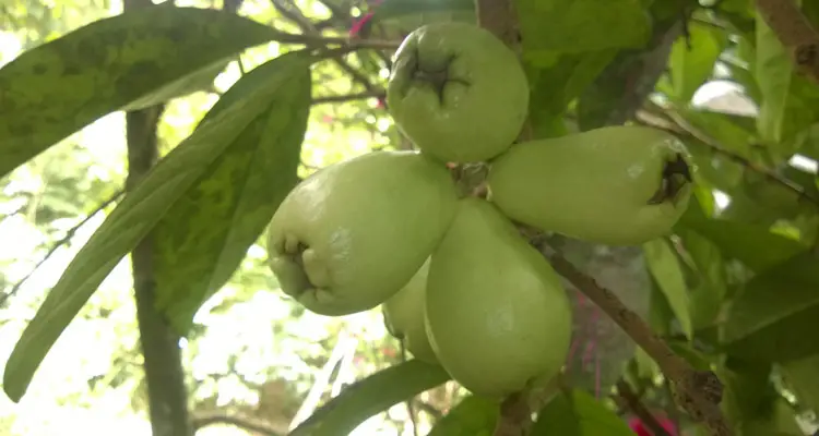 Green French Cashews