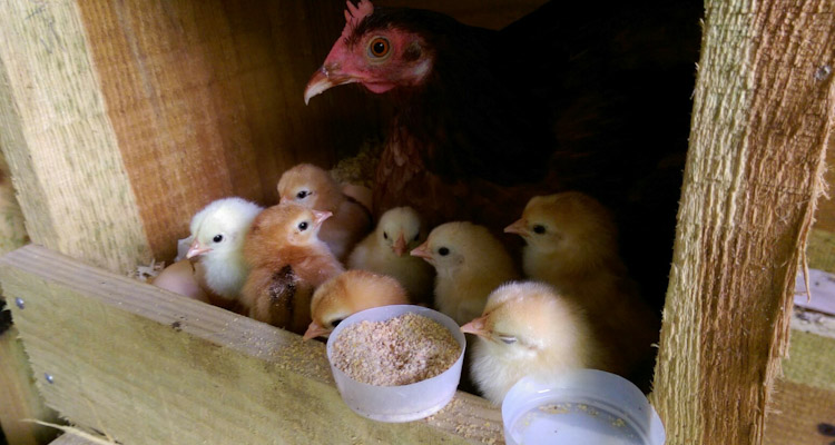 Older hen with chicks in nest box