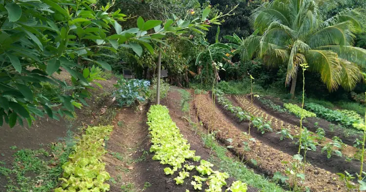 Terrace Market Garden