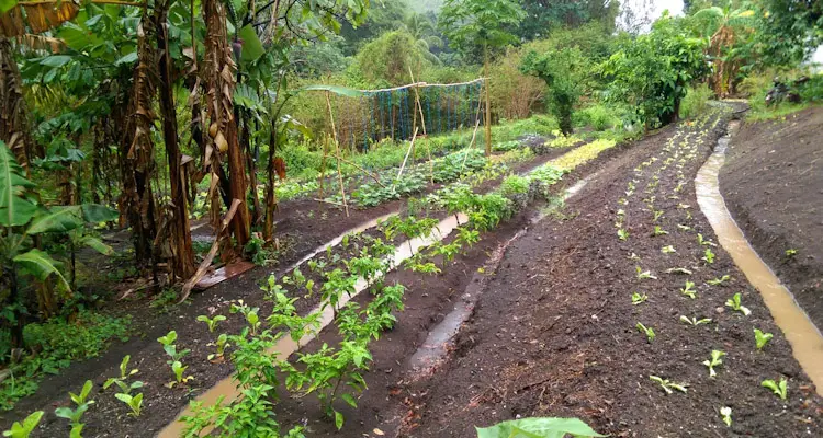 Contour Drains During Rain