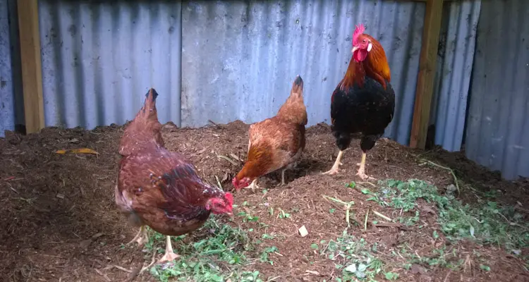 Hens And Rooster In Coop