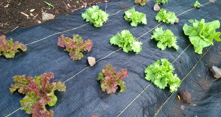 Lettuce On Landscaping Fabric