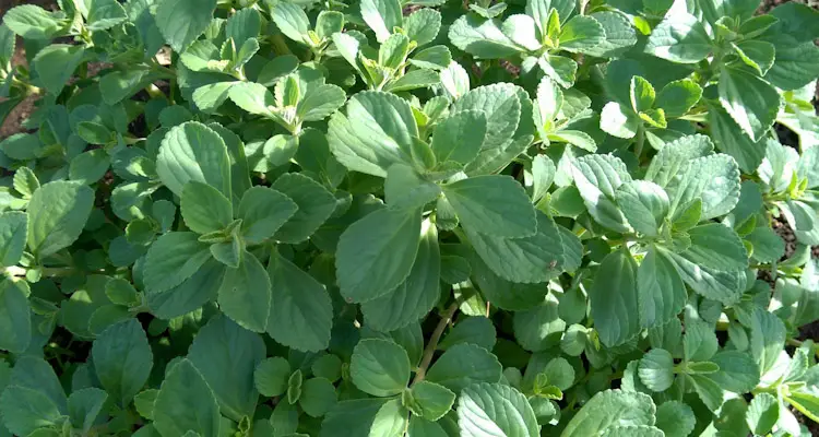 panadol plant in garden