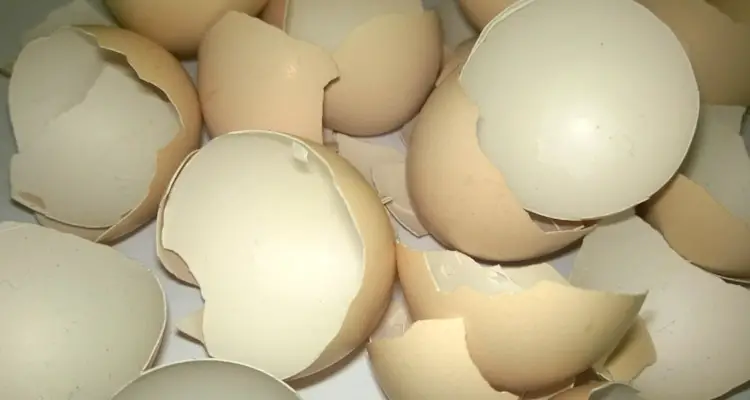 Cleaned Eggshells