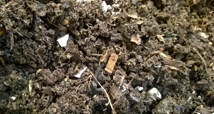 well-rotted compost with eggshells