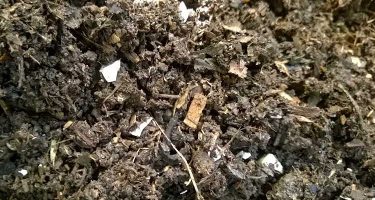 Eggshells In Compost