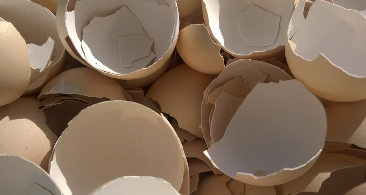 Eggshells
