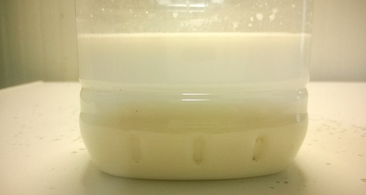 Milk And LAB Rice Water Starter