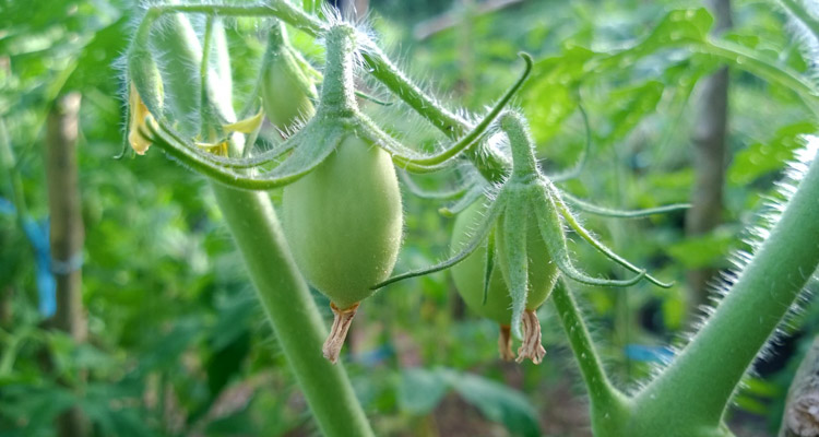 Roma Tomato Treated With WS Ca