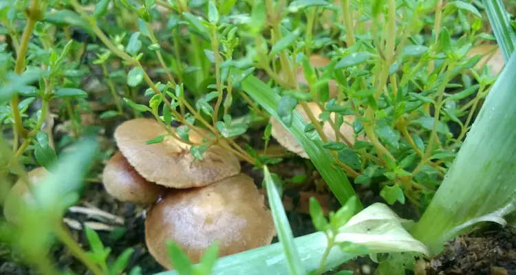 Wild Mushrooms Growing Between Plants