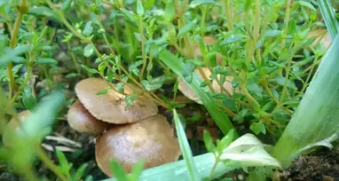 Wild Mushrooms Growing Between Plants