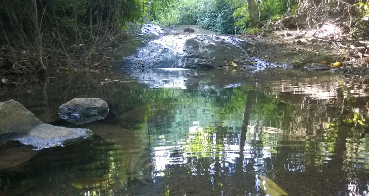 stream in backyard