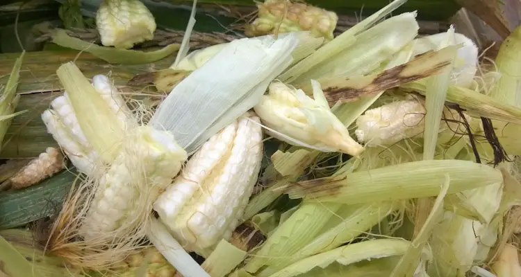 Corn Scraps