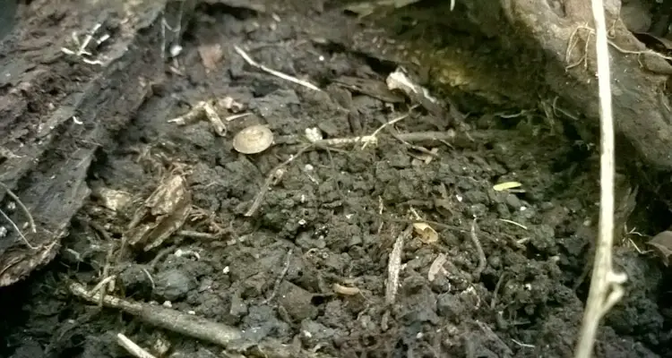 Leaf Mold On Forest Floor