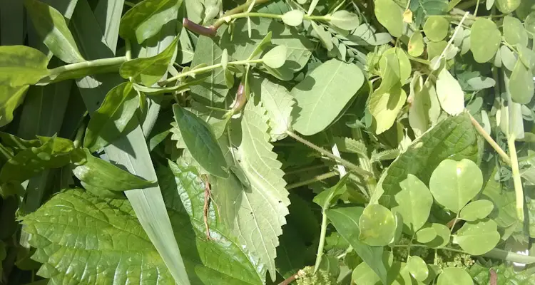 Wild Plant Materia From Garden