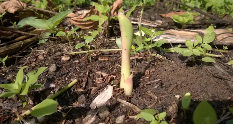 Banana Plant Emerges