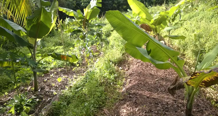 Banana Plant Spacing