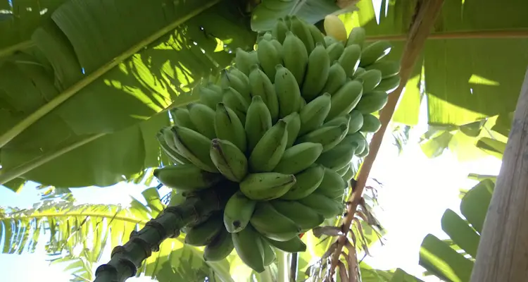 How To Grow Bananas In A Syntropic Garden