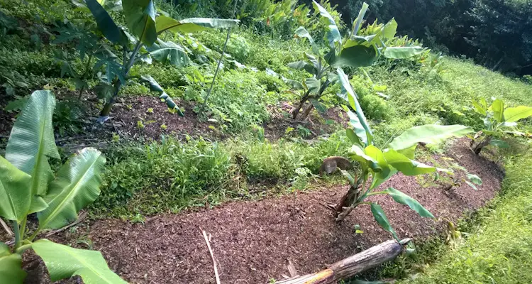 Bananas In Tree Row