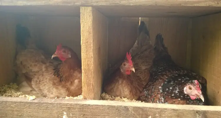 Chickens In Nesting