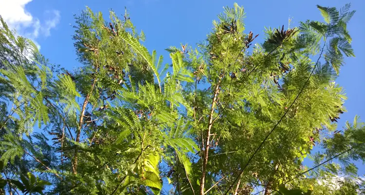 leucaena leucocephala tree