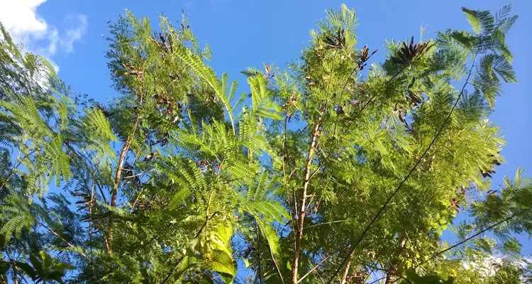 Leucaena Leucocephala Tree