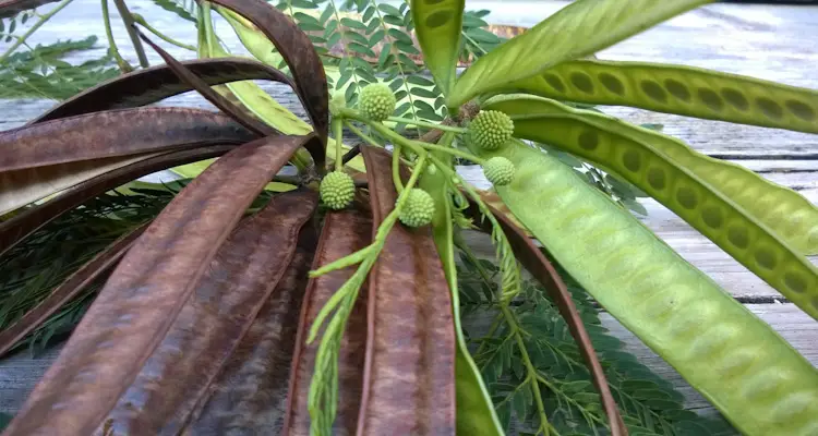 Leucaena Pods and Flower Bud