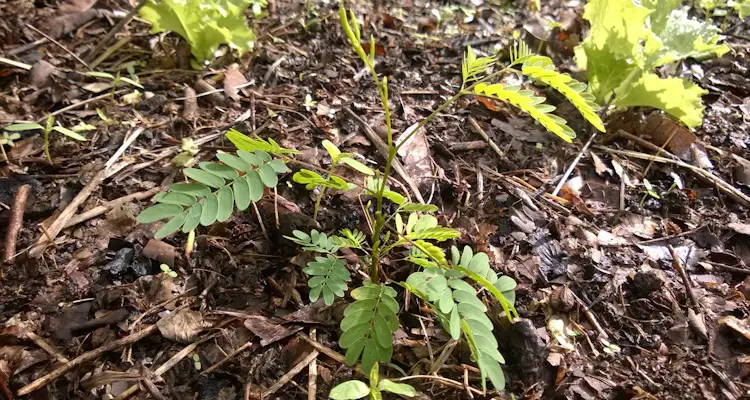 Leucaena Seedling