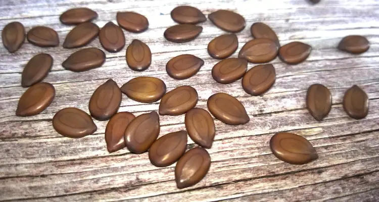 Leucaena Seeds