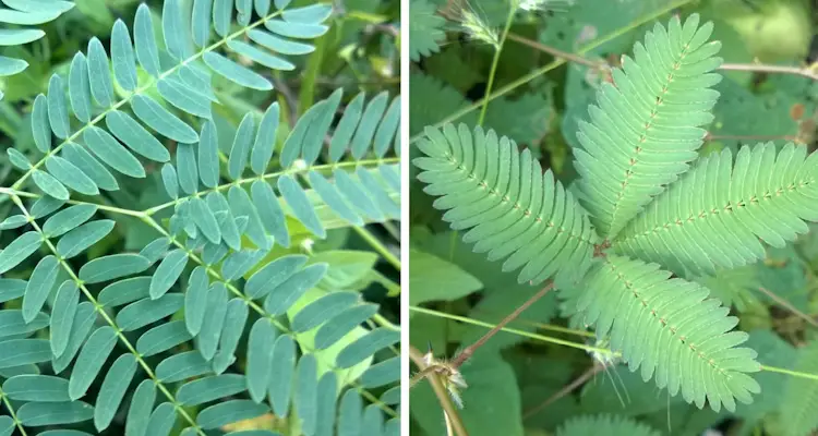 Leucaena vs Sleeping Beauty