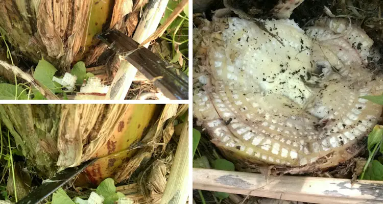 Pruning Banana Plant