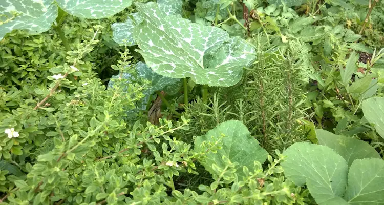 Pumpkin Vines And Herbs