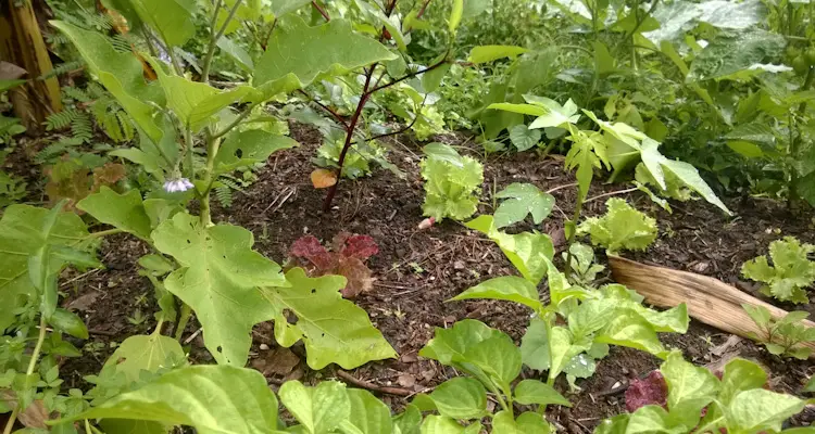 Vegetables In Tree Row