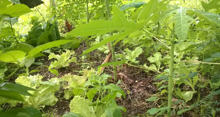 Young Trees And Vegetables