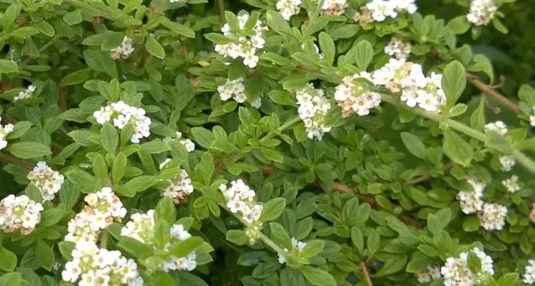 Flowering Jamaican Oregano Plant