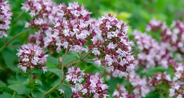 Flowering Oregano Plant