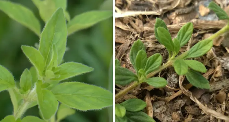 Italian Oregano And Jamaican Oregano