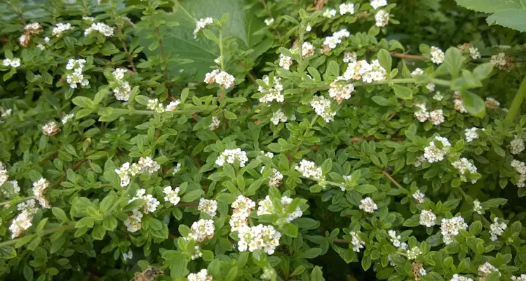 Jamaican Oregano Plant