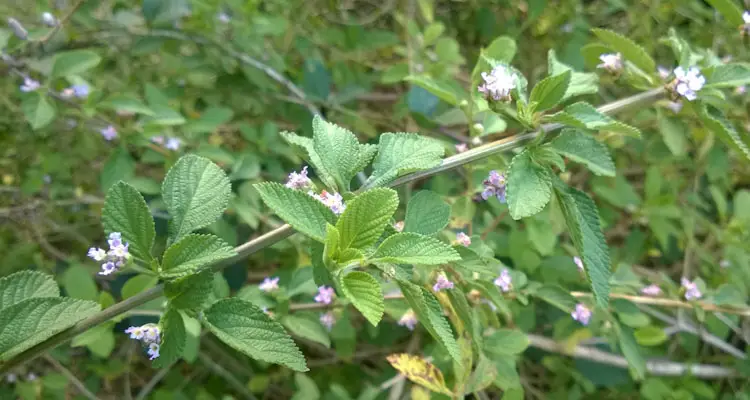 Lippia Alba Branch Leaves Flowers