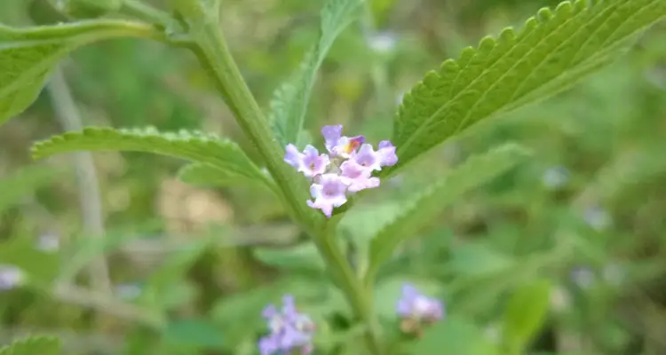 Lippia Alba Flowers