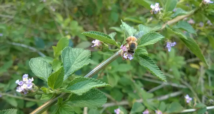 Bees On Lippia Alba Leaves