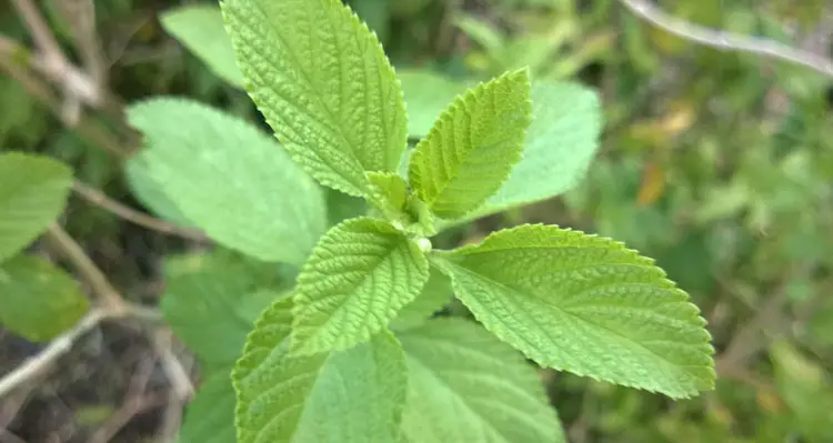 Lippia Alba Leaves