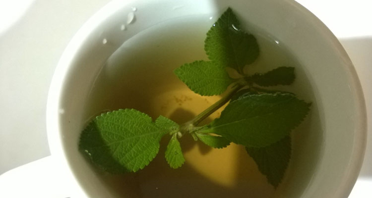 Lippia Alba Tea