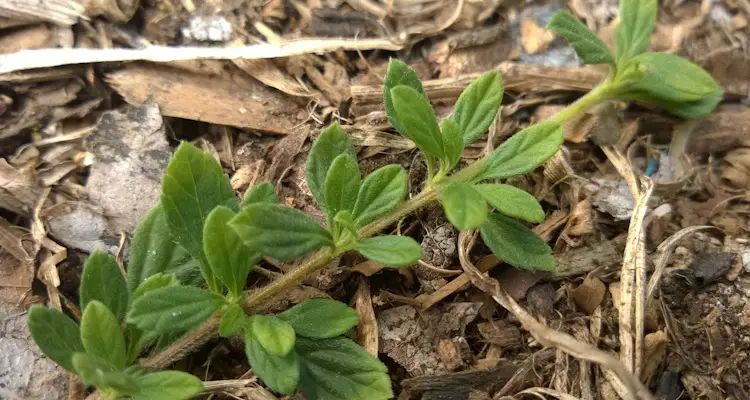 Lippia Micromera Cutting